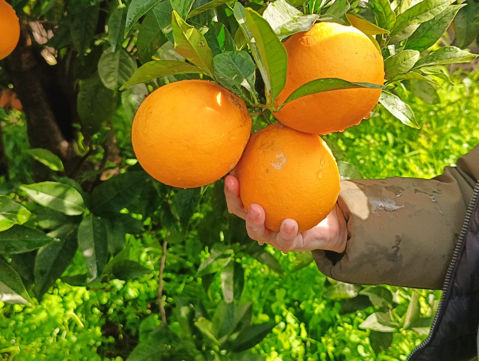 🍊 ARANCE Navelina