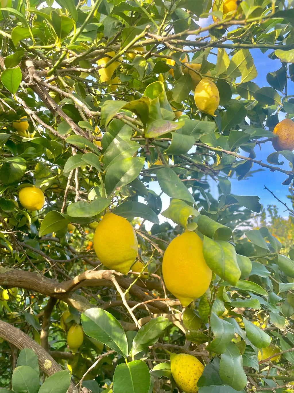 🍋 LIMONI Zagara bianca