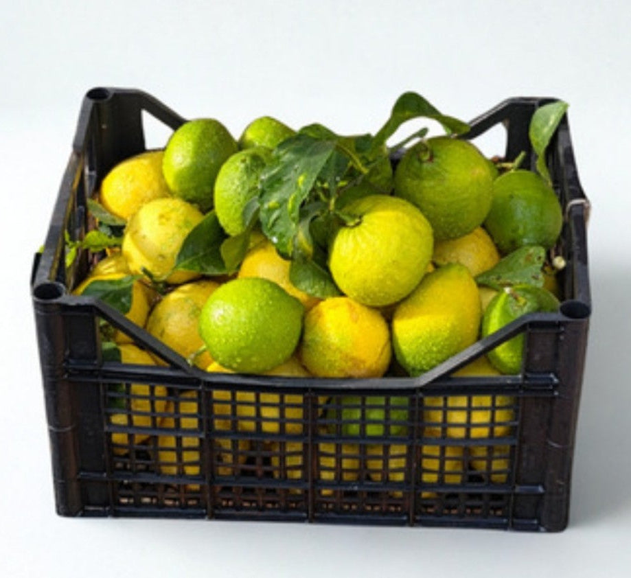🍋 LIMONI Zagara bianca