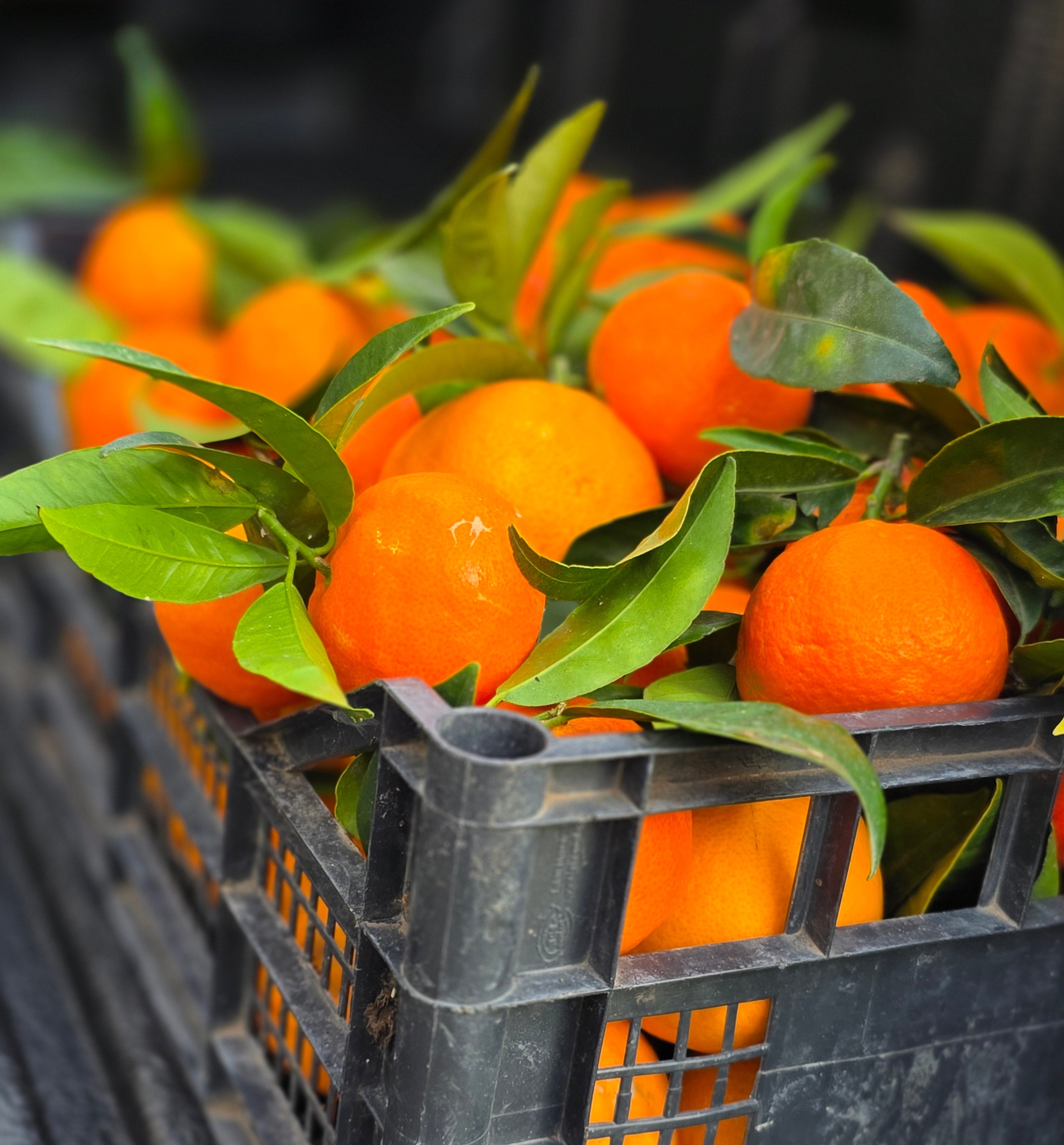 CLEMENTINE Primo sole