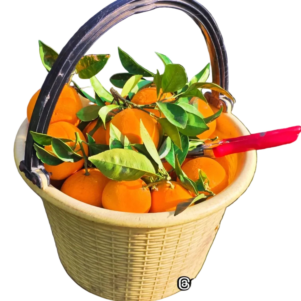 🍊 ARANCE Navelina