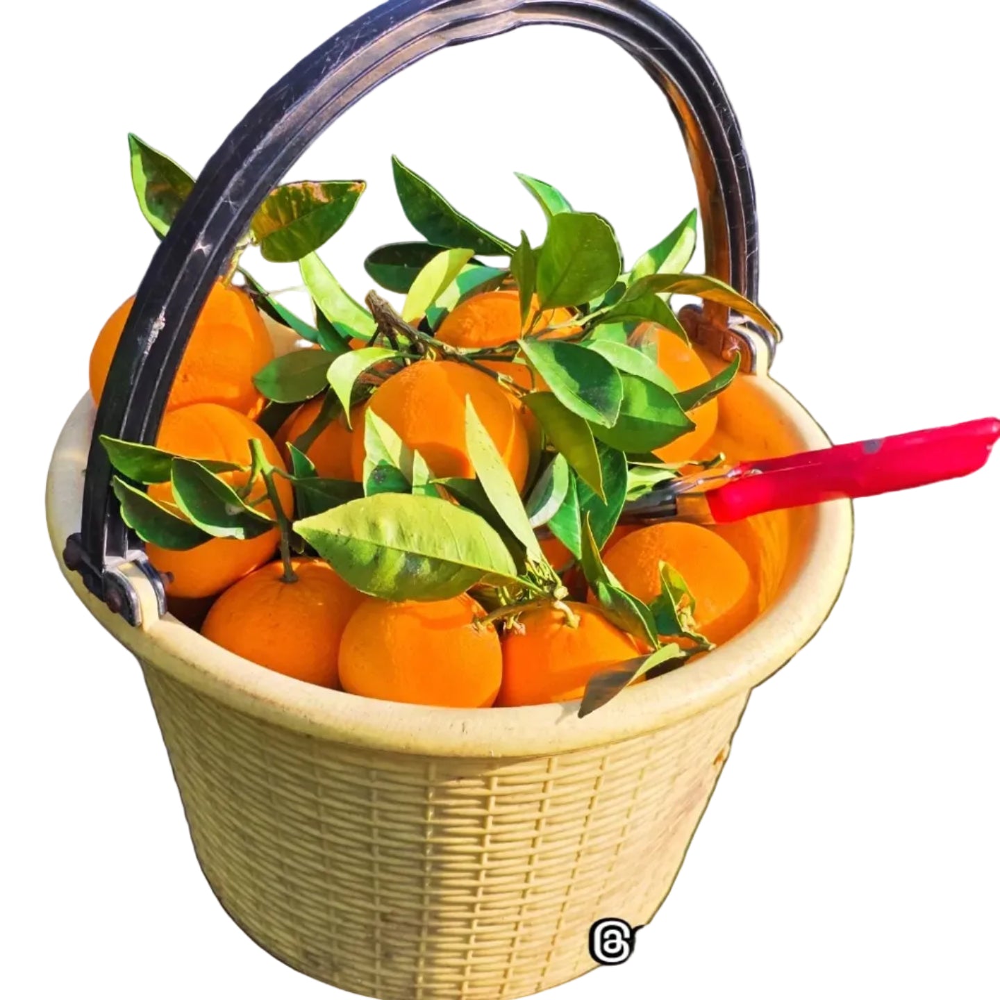 🍊 ARANCE Navelina